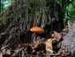 Májgomba (Fistulina hepatica), Börzsöny